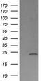 Deleted In Primary Ciliary Dyskinesia Homolog (Mouse) antibody, TA505936BM, Origene, Western Blot image 
