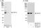 Transcription Factor 12 antibody, A300-754A, Bethyl Labs, Immunoprecipitation image 