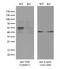 Thymine DNA Glycosylase antibody, CF808511, Origene, Western Blot image 