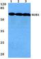 Negative Regulator Of Ubiquitin Like Proteins 1 antibody, PA5-75183, Invitrogen Antibodies, Western Blot image 