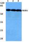 Negative Regulator Of Ubiquitin Like Proteins 1 antibody, PA5-75183, Invitrogen Antibodies, Western Blot image 