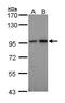Aconitase 2 antibody, PA5-29037, Invitrogen Antibodies, Western Blot image 