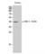 C-C Motif Chemokine Receptor 5 (Gene/Pseudogene) antibody, LS-C380890, Lifespan Biosciences, Western Blot image 
