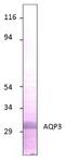 Aquaporin 3 (Gill Blood Group) antibody, GTX47922, GeneTex, Western Blot image 