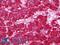 Amylase Alpha 2A (Pancreatic) antibody, LS-B11116, Lifespan Biosciences, Immunohistochemistry frozen image 