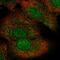 Mitogen-Activated Protein Kinase Kinase 6 antibody, HPA031134, Atlas Antibodies, Immunofluorescence image 