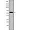 Solute Carrier Family 16 Member 4 antibody, PA5-68230, Invitrogen Antibodies, Western Blot image 