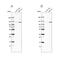 Chromodomain Helicase DNA Binding Protein 1 Like antibody, PA5-55940, Invitrogen Antibodies, Western Blot image 