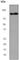 Forkhead Box O3 antibody, ab53287, Abcam, Western Blot image 
