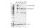 Insulin Receptor antibody, 23413S, Cell Signaling Technology, Western Blot image 