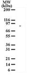 MRE11 Homolog, Double Strand Break Repair Nuclease antibody, NB100-56339, Novus Biologicals, Western Blot image 