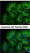 Matrix Metallopeptidase 12 antibody, NBP1-31225, Novus Biologicals, Immunofluorescence image 