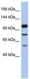 Toll Like Receptor 9 antibody, TA331898, Origene, Western Blot image 