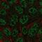 Basic Leucine Zipper ATF-Like Transcription Factor antibody, NBP2-49431, Novus Biologicals, Immunofluorescence image 
