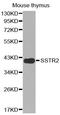Somatostatin Receptor 2 antibody, orb136360, Biorbyt, Western Blot image 