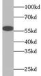 Tripartite Motif Containing 27 antibody, FNab08977, FineTest, Western Blot image 