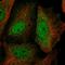 NIPBL Cohesin Loading Factor antibody, HPA058239, Atlas Antibodies, Immunofluorescence image 