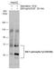 SHC-transforming protein 1 antibody, GTX133985, GeneTex, Western Blot image 