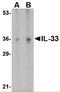 Interleukin 33 antibody, 4271, ProSci Inc, Western Blot image 