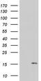 Pyrin domain-containing protein 1 antibody, TA803570S, Origene, Western Blot image 