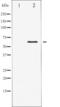 ETS Transcription Factor ELK1 antibody, abx012171, Abbexa, Western Blot image 