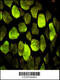 ATP Synthase Peripheral Stalk Subunit OSCP antibody, 63-519, ProSci, Immunofluorescence image 