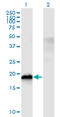 Cold Inducible RNA Binding Protein antibody, LS-B10519, Lifespan Biosciences, Western Blot image 