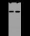 Adipocyte Plasma Membrane Associated Protein antibody, 207378-T44, Sino Biological, Western Blot image 