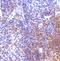 Interferon Regulatory Factor 7 antibody, ab62505, Abcam, Immunohistochemistry paraffin image 