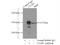 Non-SMC Condensin I Complex Subunit D2 antibody, 13382-1-AP, Proteintech Group, Immunoprecipitation image 