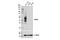 TNF Receptor Superfamily Member 4 antibody, 15122S, Cell Signaling Technology, Western Blot image 