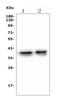 Musashi-1 antibody, M05052-1, Boster Biological Technology, Western Blot image 