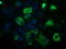 BCL10 Immune Signaling Adaptor antibody, LS-C172542, Lifespan Biosciences, Immunofluorescence image 