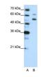 WD Repeat Domain 4 antibody, orb324953, Biorbyt, Western Blot image 