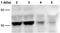 Arrestin Beta 1 antibody, NBP2-67510, Novus Biologicals, Western Blot image 