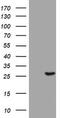 BCL2 Interacting Protein 1 antibody, TA802190S, Origene, Western Blot image 