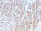 RB Transcriptional Corepressor 1 antibody, GTX34996, GeneTex, Immunohistochemistry paraffin image 