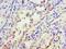 Inhibin Subunit Beta A antibody, LS-C370662, Lifespan Biosciences, Immunohistochemistry paraffin image 