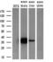 Crystallin Mu antibody, M05298, Boster Biological Technology, Western Blot image 