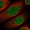 TATA-Box Binding Protein Associated Factor 9b antibody, PA5-60968, Invitrogen Antibodies, Immunofluorescence image 