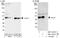 SGT1 Homolog, MIS12 Kinetochore Complex Assembly Cochaperone antibody, NBP1-49707, Novus Biologicals, Western Blot image 