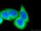 Cell Division Cycle 37 antibody, 10218-1-AP, Proteintech Group, Immunofluorescence image 