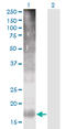 Transmembrane 4 L6 family member 4 antibody, LS-C139377, Lifespan Biosciences, Western Blot image 