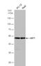 SUP45L1 antibody, NBP1-31113, Novus Biologicals, Western Blot image 