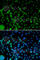 Interferon Regulatory Factor 2 antibody, A2558, ABclonal Technology, Immunofluorescence image 