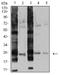 RAS Like Proto-Oncogene B antibody, NBP2-61826, Novus Biologicals, Western Blot image 