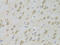 G Protein-Coupled Receptor Kinase 3 antibody, 18-466, ProSci, Immunohistochemistry frozen image 