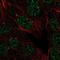 Lamin Tail Domain Containing 1 antibody, NBP2-58693, Novus Biologicals, Immunofluorescence image 