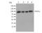 Signal Transducer And Activator Of Transcription 5A antibody, LS-C312989, Lifespan Biosciences, Western Blot image 