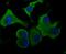 Aldolase, Fructose-Bisphosphate A antibody, NBP2-75402, Novus Biologicals, Immunofluorescence image 